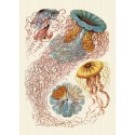 affiche vintage meduses the dybdahl discomedusae