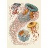 affiche vintage meduses the dybdahl discomedusae