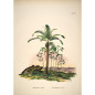 Affiche paysage tropical The Dybdahl Attalea Compta Mauritania Armata
