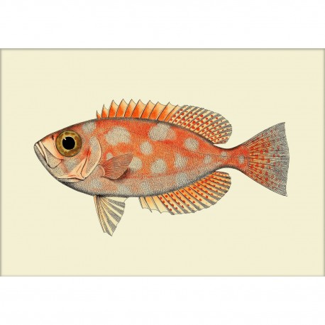affiche poisson orange papier qualite encre d art japonais the dybdahl
