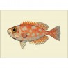 affiche poisson orange papier qualite encre d art japonais the dybdahl