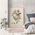 affiche ancienne brin d amandier the dybdahl