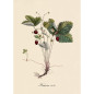 Affiche botanique ancienne The Dybdahl Fraisier Des Bois Affiche botanique ancienne The Dybdahl Fraisier Des Bois