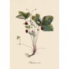 Affiche botanique ancienne fraisier des bois The Dybdahl