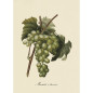 affiche grappe raisin muscat d alexandrie the dybdahl