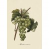affiche grappe raisin muscat d alexandrie the dybdahl