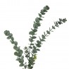 Fleur artificielle Bloomingville Eucalyptus