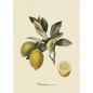affiche citronnier vintage planche botanique The Dybdahl Citronier Commun