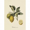 affiche citronnier vintage planche botanique The Dybdahl Citronier Commun