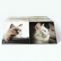 Jeu de memory chats Remember Cats