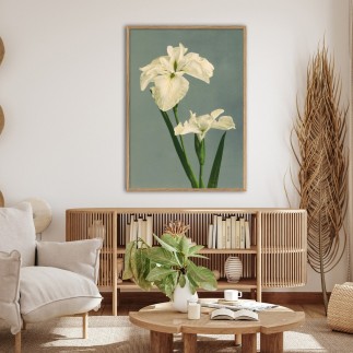 affiche fleur iris the dybdahl laevigata