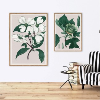 affiche plante the dybdahl cornus florida