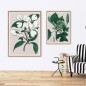 affiche plante the dybdahl cornus florida