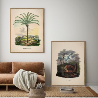 affiche vintage palmier the dybdahl astrocaryum murumuru