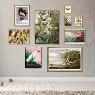 Affiche oiseaux The Dybdahl Trochilus