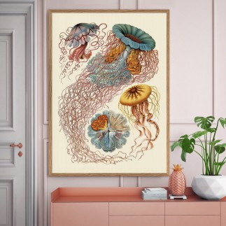 Affiche Ernst Haeckel méduses The Dybdahl Discomedusae