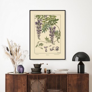 Affiche ancienne décorative glycine The Dybdahl