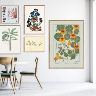 affiche fleurs vintage botanique capucine orange the dybdahl