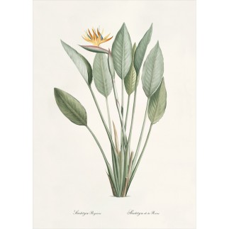 Affiche decorative plante oiseau du paradis Strelitzia The Dybdahl