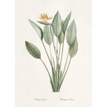 Affiche decorative plante oiseau du paradis Strelitzia The Dybdahl