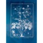 Affiche ancienne plante The Dybdahl Geranium
