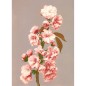 Photo ancienne fleurs de cerisier Ogawa Kazumasa The Dybdahl Cherry Blossom