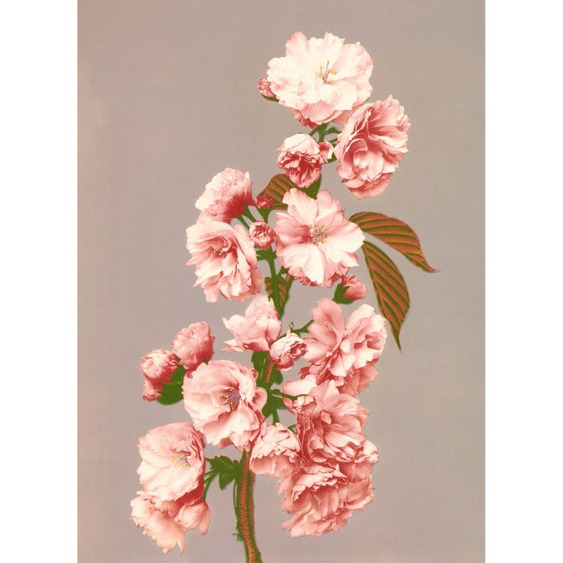Photo ancienne fleurs de cerisier Ogawa Kazumasa The Dybdahl Cherry Blossom