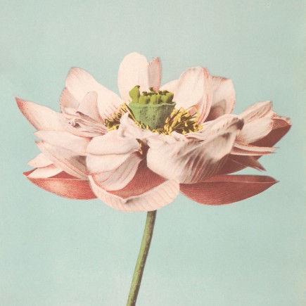 Photographie de fleur de lotus Ogawa Kazumasa The Dybdahl Lotus Flower Blooming