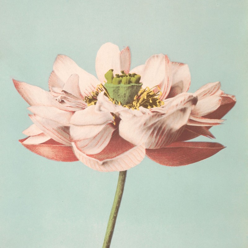 Photographie de fleur de lotus Ogawa Kazumasa The Dybdahl Lotus Flower Blooming