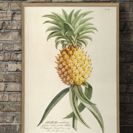 Affiche botanique ananas The Dybdahl Ananas Aculeatus