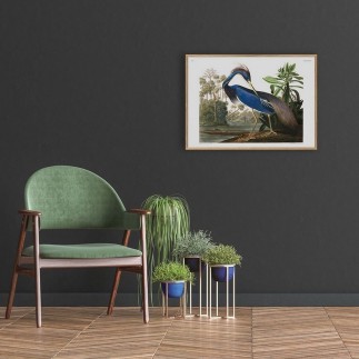 affiche dessin oiseau audubon heron bleu the dybdahl louisiana heron