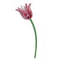 Fleur tulipe decorative carton Studio Roof