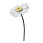 Fleur decorative carton marguerite Studio Roof Daisy