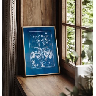 Affiche ancienne plante The Dybdahl Geranium